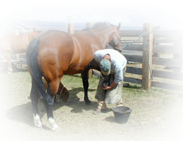 Arizona Rain gets new Horseshoes.......