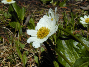 Alpine Sandwort/Avalanche Flower