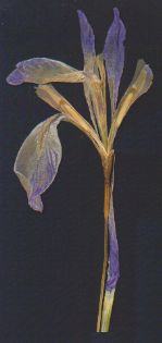 Rocky Mtn. Iris/Blue Flag