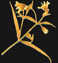 Chickweed