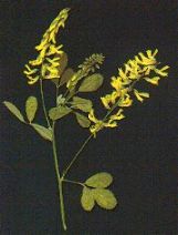 Clover