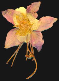 Columbine