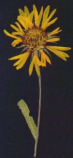 Blackeyed Susan