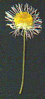 Erigeron Daisy