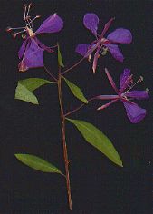 Fireweed
