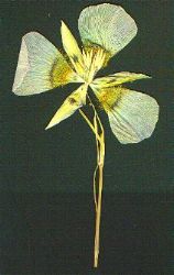 Mariposa Lily
