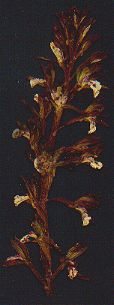 Spotted Coralroot