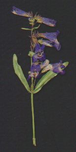 Parry Gentian