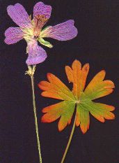 Geranium
