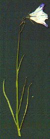 Harebell
