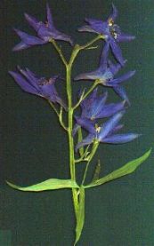 Larkspur