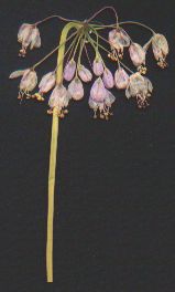 Nodding Onion/Leek