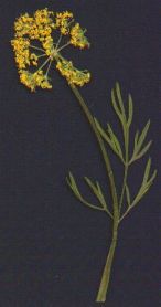 Mtn. Parsely/Pseudocympterus