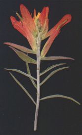 Indian Paintbrush