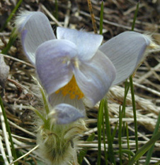 Pasqueflower