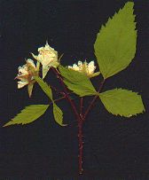 Raspberry
