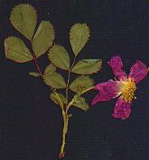 Wild Rose