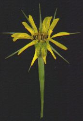 Salsify