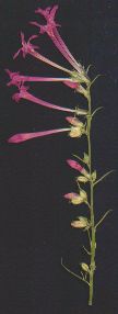 Scarlet Star Gilia