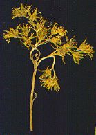 Stonecrop