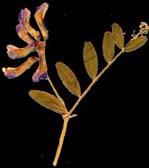 Vetch