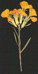 Erysimum Wallflower