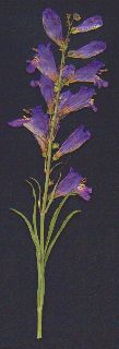 Wandbloom Penstemon