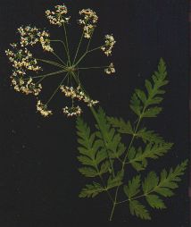 Water Hemlock