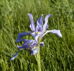 Rocky Mountain Iris/Blue Flag