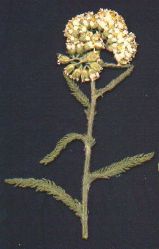 Yarrow